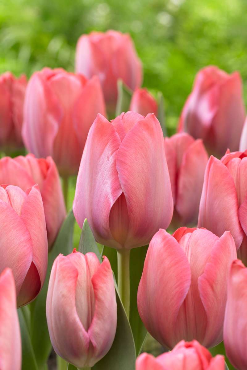 Tulipan 'Design Impression'